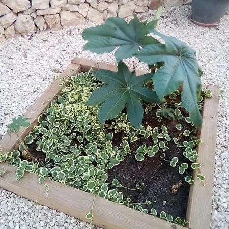 Сasa de vacaciones Casa Carmen *